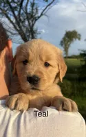 Trixie, a female Golden Retriever for sale in Gridley, KS – 1 of 4