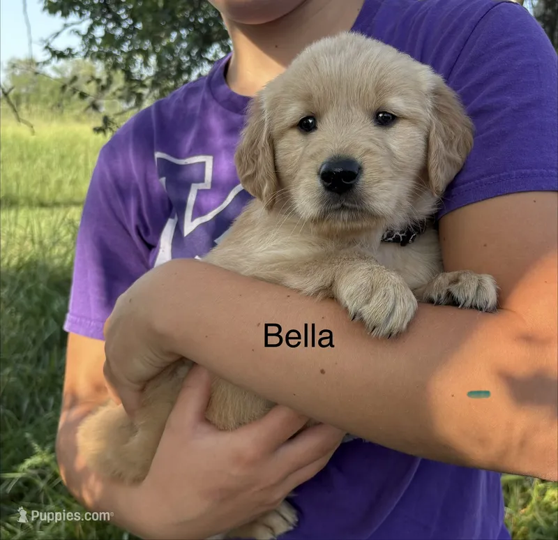 Bella – Golden Retriever puppy for sale in Gridley, KS