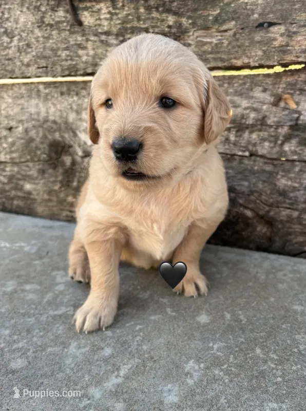 Black Collar – Golden Retriever puppy for sale in Gridley, KS