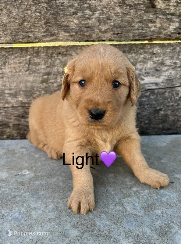 Light Purple – Golden Retriever puppy for sale in Gridley, KS