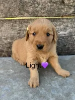 Light Purple, a female Golden Retriever for sale in Gridley, KS – 1 of 3