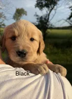 Bella, a female Golden Retriever for sale in Gridley, KS – 1 of 4