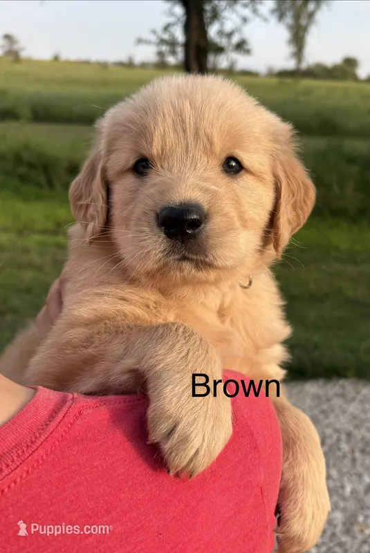 Brit – Golden Retriever puppy for sale in Gridley, KS