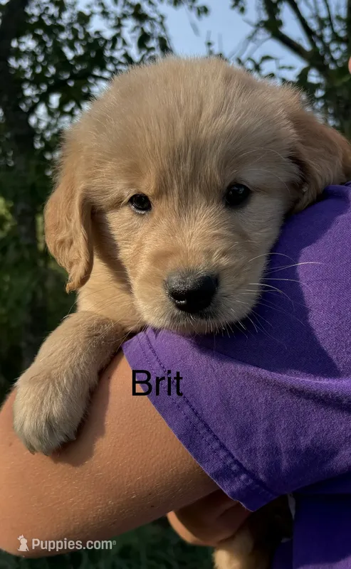 Brit – Golden Retriever puppy for sale in Gridley, KS