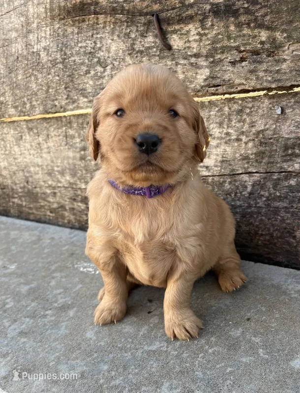 Dark Purple Collar – Golden Retriever puppy for sale in Gridley, KS