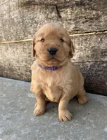 Dark Purple Collar, a female Golden Retriever for sale in Gridley, KS – 1 of 3