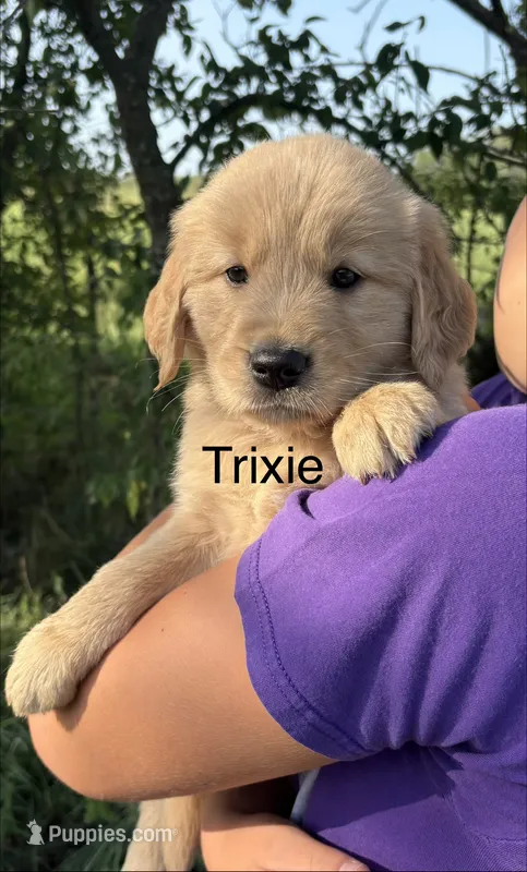 Trixie – Golden Retriever puppy for sale in Gridley, KS