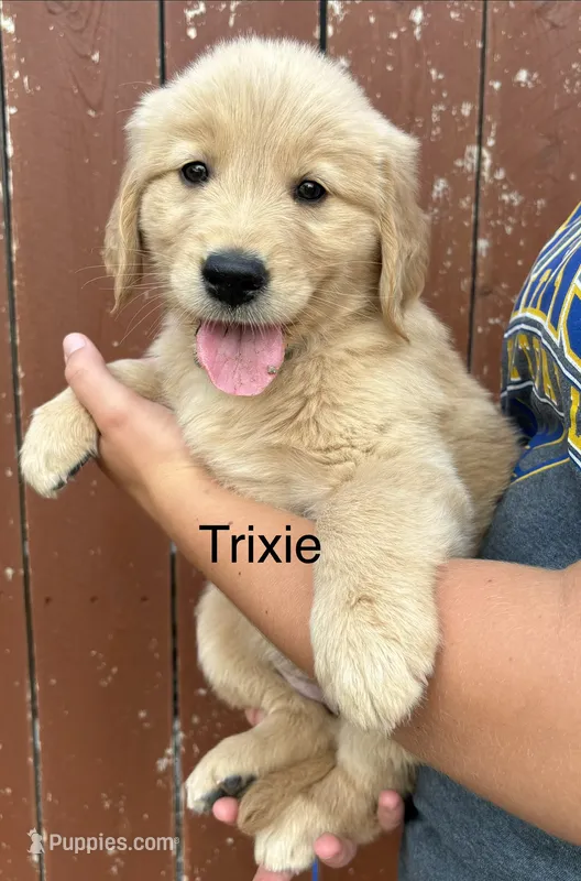 Trixie – Golden Retriever puppy for sale in Gridley, KS