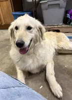 Bella, a female Golden Retriever for sale in Gridley, KS – 3 of 4