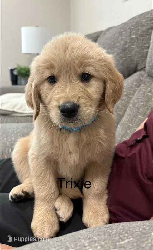 Trixie – Golden Retriever puppy for sale in Gridley, KS