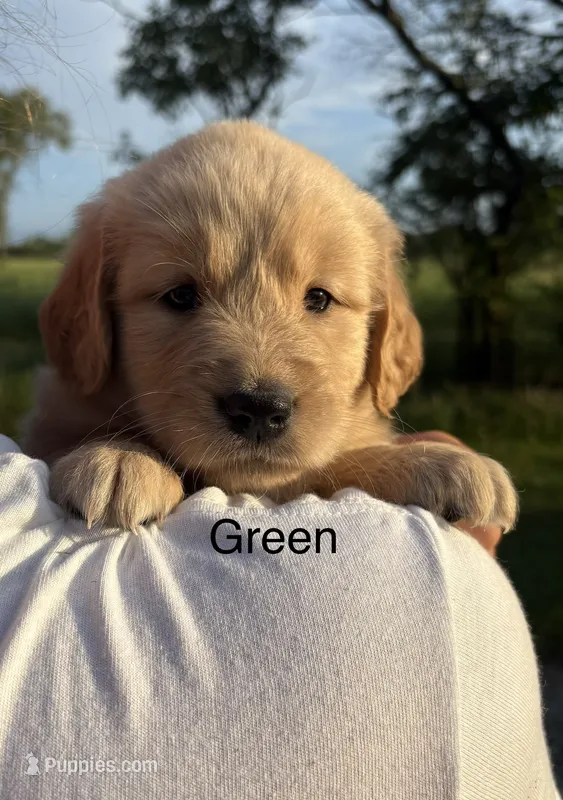 Greta – Golden Retriever puppy for sale in Gridley, KS