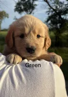 Greta, a female Golden Retriever for sale in Gridley, KS – 1 of 4