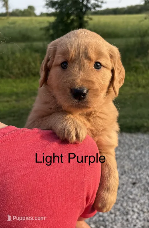 LuLu – Golden Retriever puppy for sale in Gridley, KS