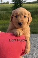LuLu, a female Golden Retriever for sale in Gridley, KS – 1 of 4