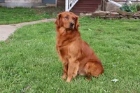 Green Collar, a female Golden Retriever for sale in Gridley, KS – 3 of 3