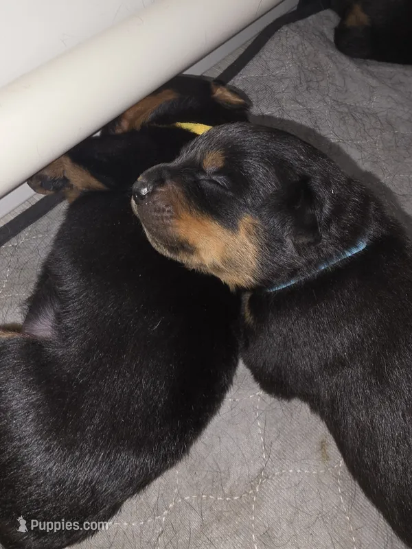 Bo – Rottweiler puppy for sale in Dallas, TX