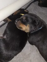 Bo, a male Rottweiler for sale in Dallas, TX – 1 of 1