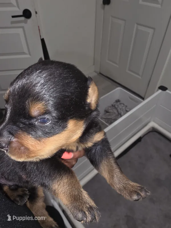 Samson – Rottweiler puppy for sale in Dallas, TX