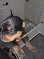 Samson, a male Rottweiler for sale in Dallas, TX – 1 of 1