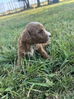 Nugget, a female Miniature Goldendoodle for sale in Idabel, OK – 5 of 5