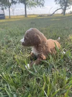 Dude, a male Miniature Goldendoodle for sale in Idabel, OK – 3 of 6