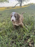 Tim, a male Miniature Goldendoodle for sale in Idabel, OK – 2 of 4