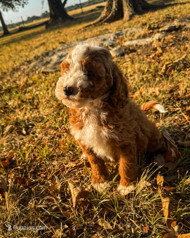 Dude – Miniature Goldendoodle puppy for sale in Idabel, OK