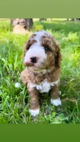 Bruce, a male Miniature Goldendoodle for sale in Idabel, OK – 4 of 7