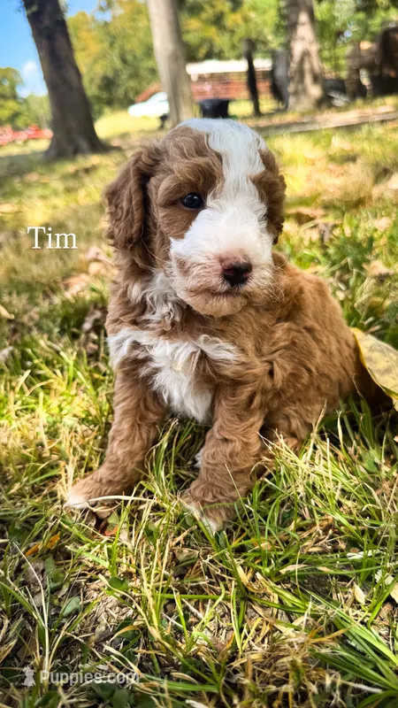 Tim – Miniature Goldendoodle puppy for sale in Idabel, OK