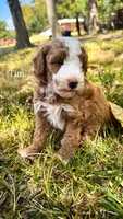 Tim, a male Miniature Goldendoodle for sale in Idabel, OK – 6 of 8