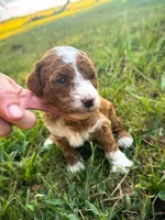 Katy, a female Miniature Goldendoodle for sale in Idabel, OK – 2 of 8