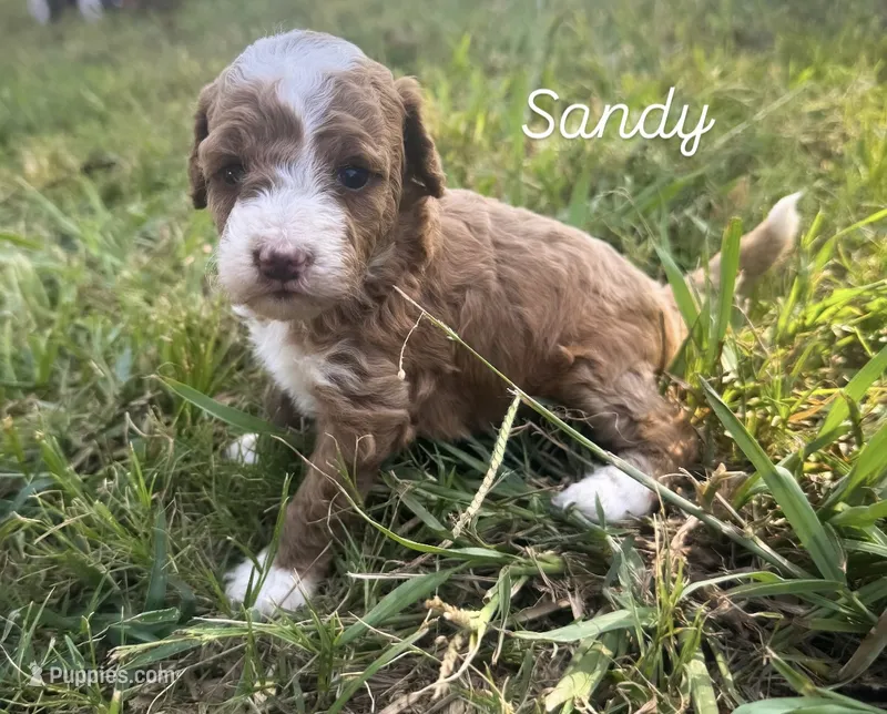 Sandy – Miniature Goldendoodle puppy for sale in Idabel, OK