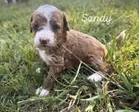 Sandy, a female Miniature Goldendoodle for sale in Idabel, OK – 1 of 4
