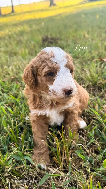 Tim – Miniature Goldendoodle puppy for sale in Idabel, OK