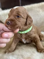 Potato , a male Miniature Goldendoodle for sale in Idabel, OK – 2 of 4