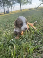 Dude, a male Miniature Goldendoodle for sale in Idabel, OK – 5 of 6
