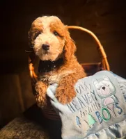 Tim, a male Miniature Goldendoodle for sale in Idabel, OK – 3 of 8