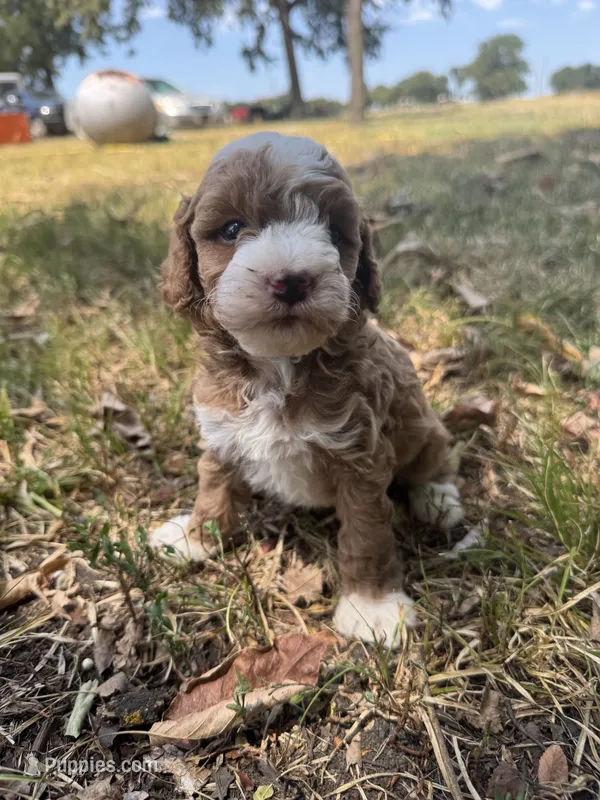 Sandy – Miniature Goldendoodle puppy for sale in Idabel, OK