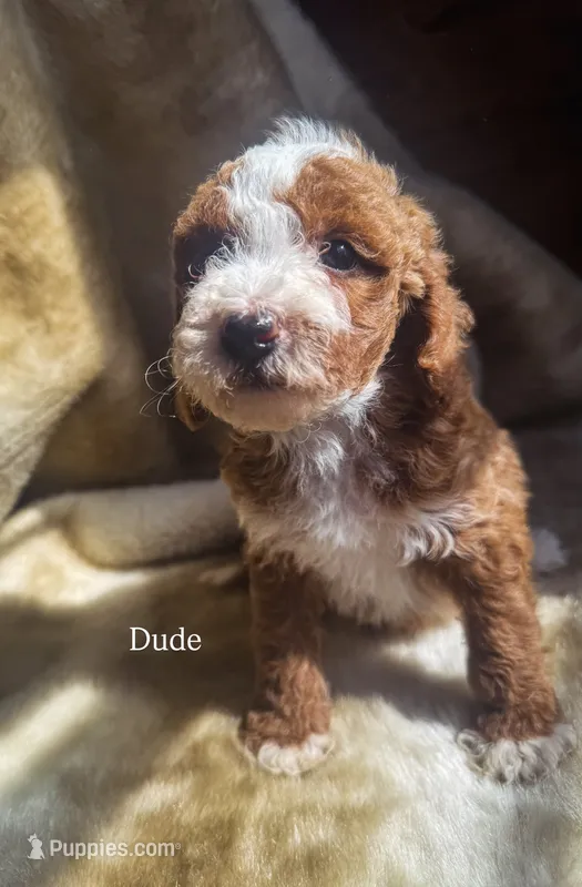Dude – Miniature Goldendoodle puppy for sale in Idabel, OK