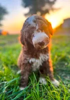 Bruce, a male Miniature Goldendoodle for sale in Idabel, OK – 1 of 7