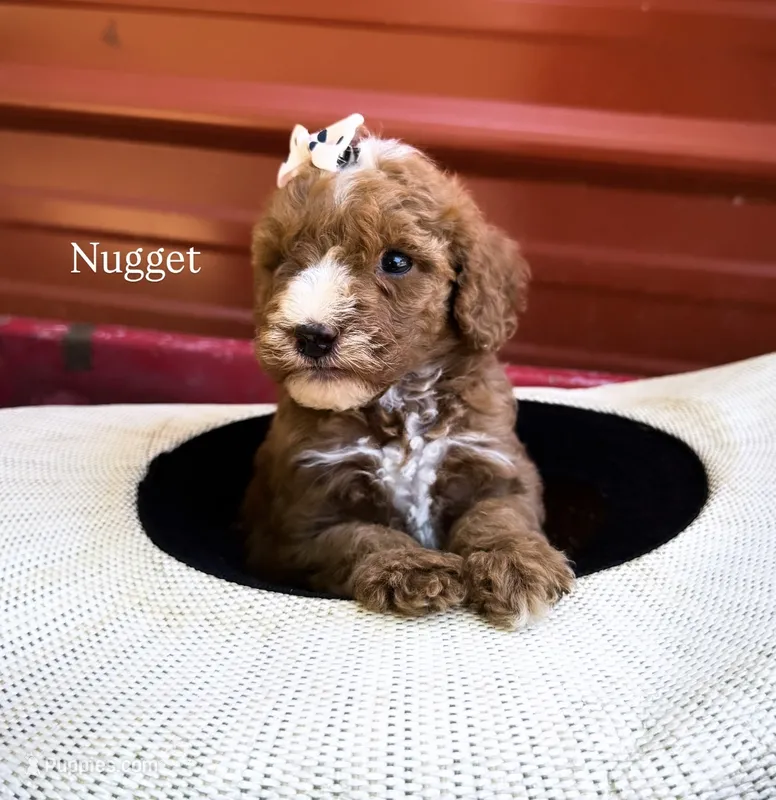 Nugget – Miniature Goldendoodle puppy for sale in Idabel, OK