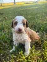 Lady, a female Miniature Goldendoodle for sale in Idabel, OK – 2 of 5