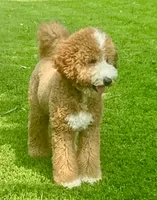 Char, a female Miniature Goldendoodle for sale in Idabel, OK – 2 of 2