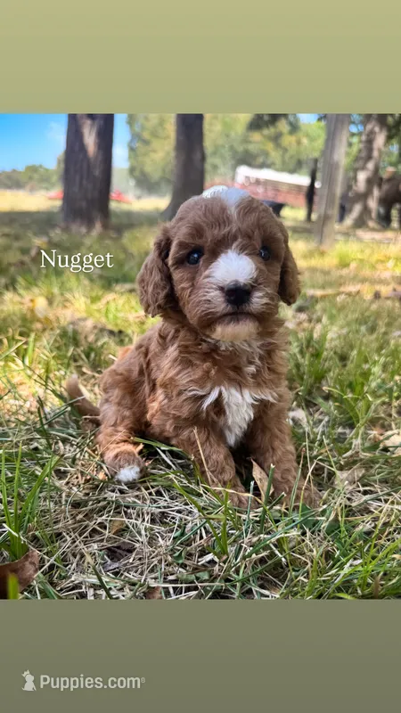 Nugget – Miniature Goldendoodle puppy for sale in Idabel, OK