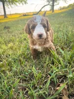 Tim, a male Miniature Goldendoodle for sale in Idabel, OK – 4 of 4