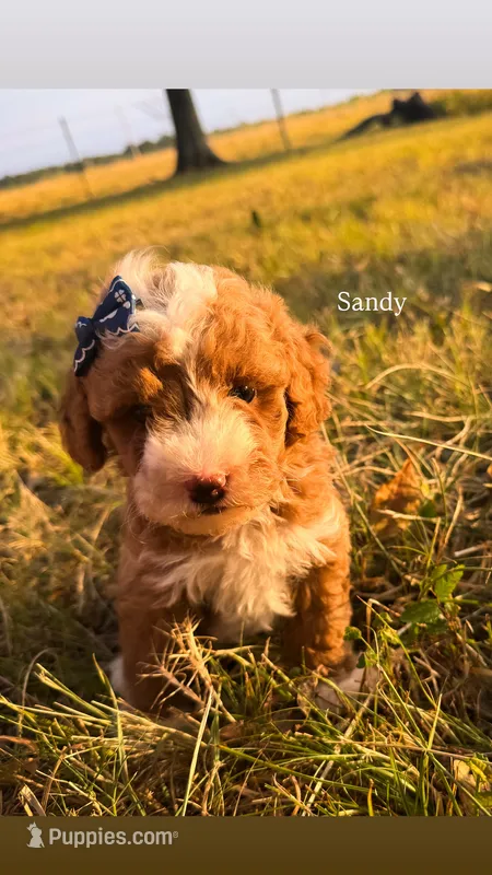 Sandy – Miniature Goldendoodle puppy for sale in Idabel, OK