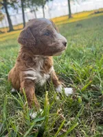 Katy, a female Miniature Goldendoodle for sale in Idabel, OK – 6 of 8