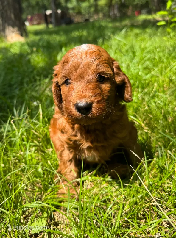 Woodrow – Miniature Goldendoodle puppy for sale in Idabel, OK