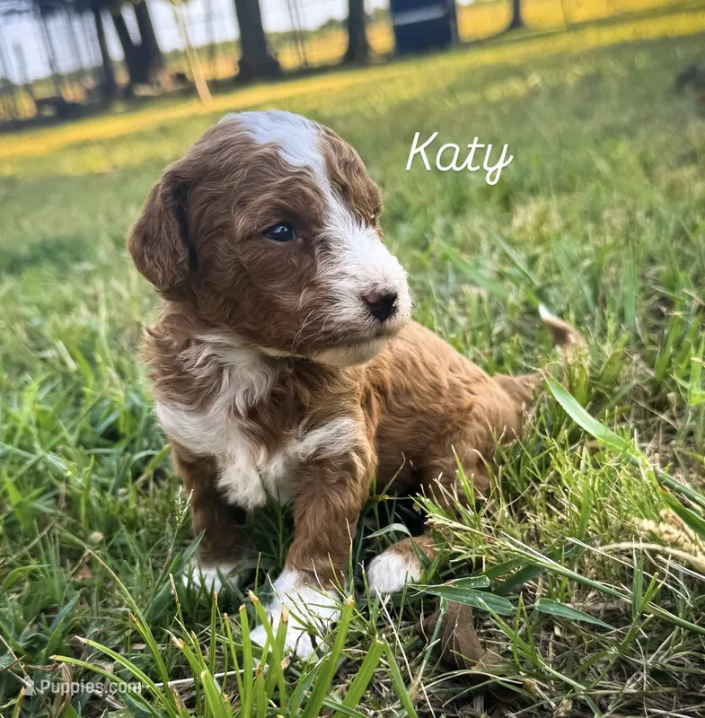 Katy – Miniature Goldendoodle puppy for sale in Idabel, OK