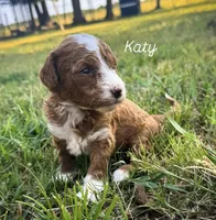 Katy, a female Miniature Goldendoodle for sale in Idabel, OK – 1 of 8